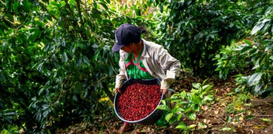 Café geisha, el exótico y carísimo lujo panameño