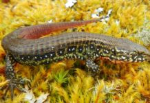Científicos descubren nuevo género de lagartos en Perú