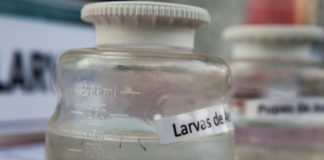 Foto de archivo de la larva de Aedes aegypti mostrada por el Ministerio de Salud peruano en Lima el 27 de enero de 2016. © AFP/Archivos MARCO GARRO
