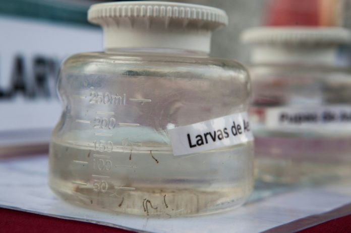 Foto de archivo de la larva de Aedes aegypti mostrada por el Ministerio de Salud peruano en Lima el 27 de enero de 2016. © AFP/Archivos MARCO GARRO