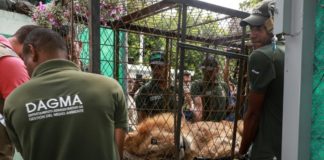 El viaje para salvar a Júpiter, un león maltrecho en Colombia
