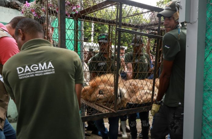 El viaje para salvar a Júpiter, un león maltrecho en Colombia