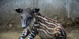 La tapir 'Valentina' nace en cautiverio en Nicaragua, que lucha contra su extinción
