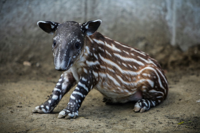 La tapir 'Valentina' nace en cautiverio en Nicaragua, que lucha contra su extinción