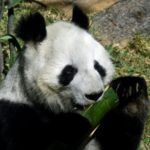 las únicas pandas en el mundo que no pertenecen a China