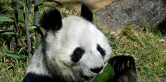 las únicas pandas en el mundo que no pertenecen a China