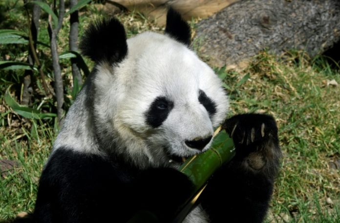 las únicas pandas en el mundo que no pertenecen a China