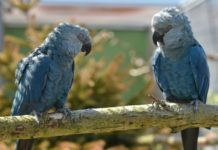 Extintas en estado salvaje, guacamayas azules regresan a Brasil