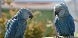 Extintas en estado salvaje, guacamayas azules regresan a Brasil