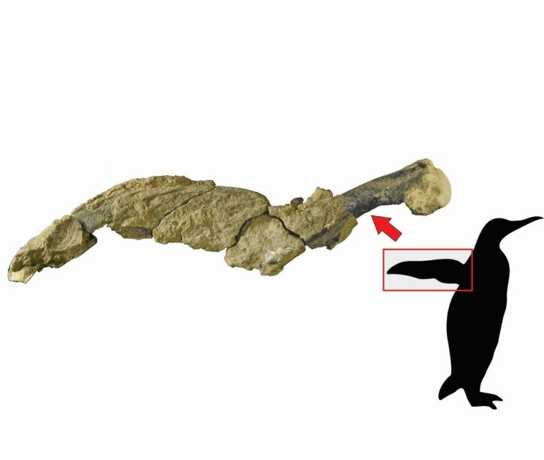 Hallan restos de piel fosilizada de pingüino de 43 millones de años en Antártida