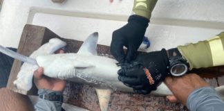 Marcan a tiburones martillo en Galápagos para rastrear su ruta en el Pacífico