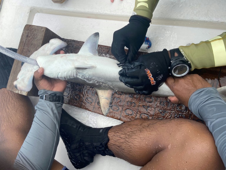Marcan a tiburones martillo en Galápagos para rastrear su ruta en el Pacífico