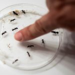 Científico panameño se lleva las hormigas a su casa por la COVID-19