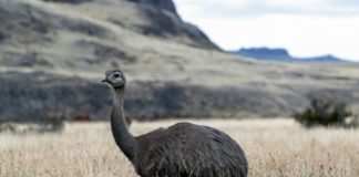 Liberan a 14 ñandúes para preservar su especie en la Patagonia chilena