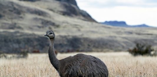 Liberan a 14 ñandúes para preservar su especie en la Patagonia chilena