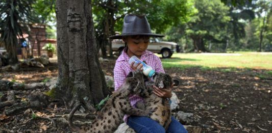 Pandemia y Cuarentena, dos pumas nacidos en zoo de México para ayudar a salvar su especie