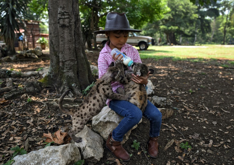 Pandemia y Cuarentena, dos pumas nacidos en zoo de México para ayudar a salvar su especie