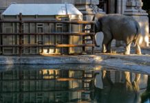 Trasladan a elefanta de Argentina a Brasil para darle una vida mejor