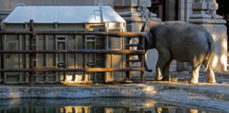 Trasladan a elefanta de Argentina a Brasil para darle una vida mejor
