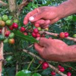 Una cosecha a pocas manos, la pandemia alcanza al café de Colombia