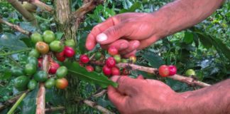 Una cosecha a pocas manos, la pandemia alcanza al café de Colombia