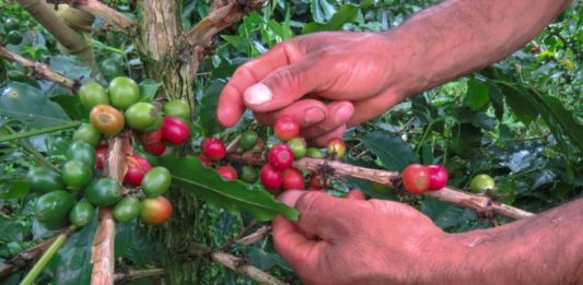 Una cosecha a pocas manos, la pandemia alcanza al café de Colombia