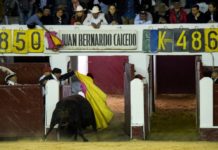 Bogotá prohíbe maltrato o muerte del toro en corridas