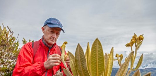 Descubren especie de frailejón en Colombia, clave en la preservación del agua