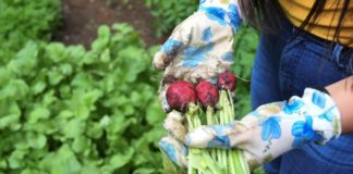 Huertos urbanos crecen en Guatemala abonados por encierro del coronavirus Huertos urbanos crecen en Guatemala abonados por encierro del coronavirus