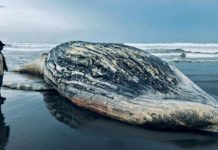 Localizan muerta a ballena de 13 metros en playa de Guatemala