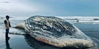 Localizan muerta a ballena de 13 metros en playa de Guatemala