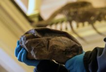 Misterioso fósil hallado en la Antártica es un gigante huevo prehistórico