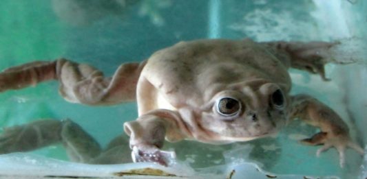 Científicos preservarán a la rana gigante del lago Titicaca en Bolivia