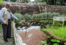 El encierro laborioso de un botánico colombiano en su inmenso jardín durante la pandemia