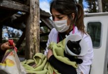 Lancha veterinaria atiende en el Delta argentino en plena pandemia