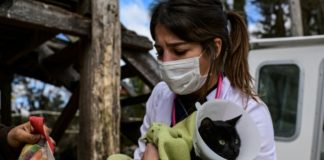 Lancha veterinaria atiende en el Delta argentino en plena pandemia