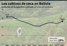 ONU detecta aumento de cultivos de coca en Bolivia