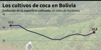 ONU detecta aumento de cultivos de coca en Bolivia