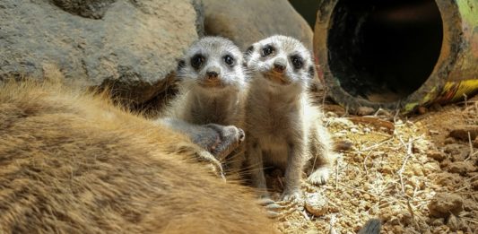 El baby boom en un zoológico colombiano durante la cuarentena