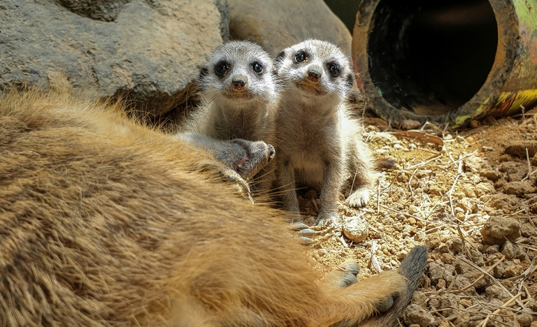 El baby boom en un zoológico colombiano durante la cuarentena