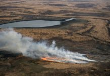 La biodiversidad del Delta del Paraná, amenazada por incendios históricos