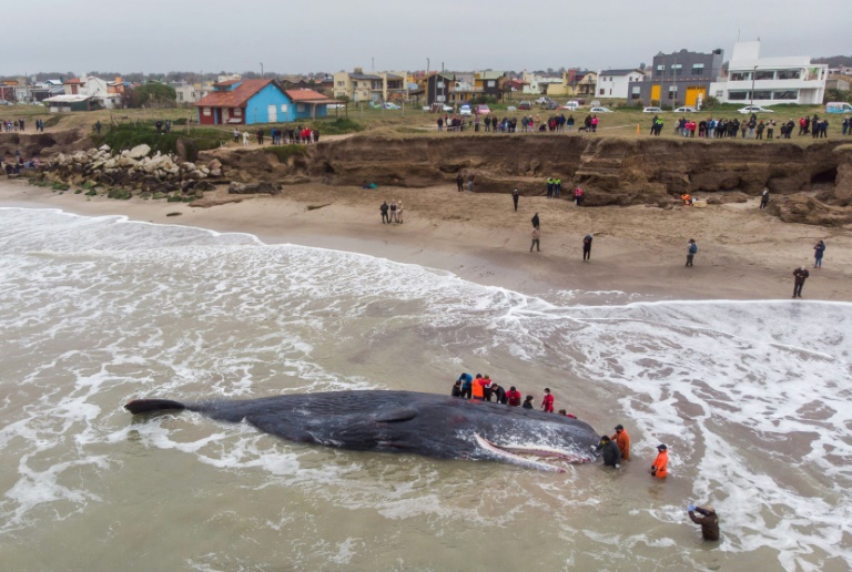 Pese a intento de rescate, muere cachalote varado en playa argentina