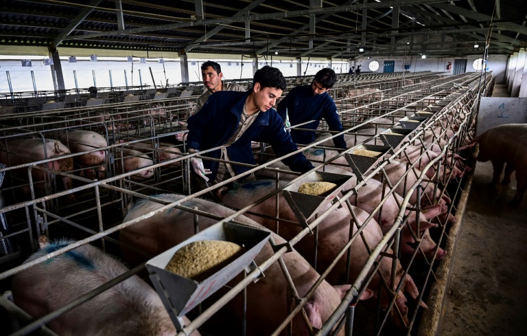 Criar cerdos para China, una oportunidad de exportación para Argentina