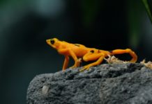 Devastador superhongo amenaza a los anfibios en Panamá