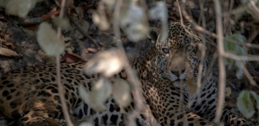 El Pantanal, un tesoro natural amenazado
