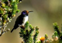 El colibrí que maravilló a la ciencia con su canto único de contratenor