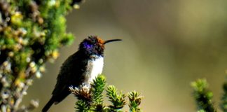 El colibrí que maravilló a la ciencia con su canto único de contratenor