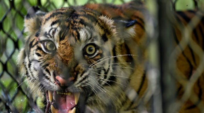El mundo perdió casi 70% de la fauna salvaje desde 1970, según WWF