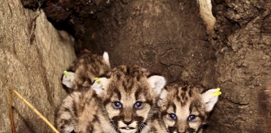 Encuentran cinco criaderos de pumas en Montañas de Santa Mónica