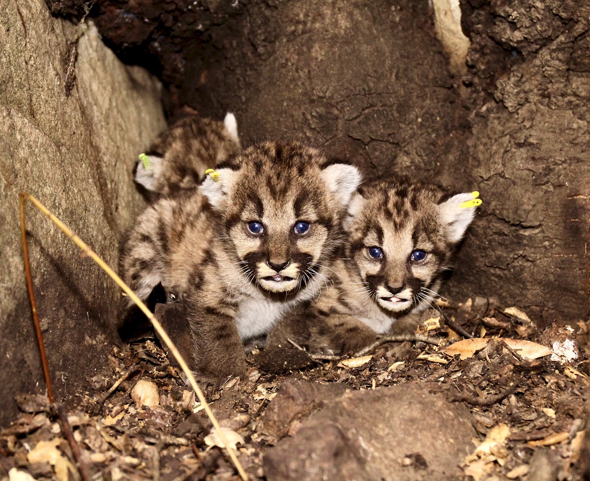 Encuentran cinco criaderos de pumas en Montañas de Santa Mónica